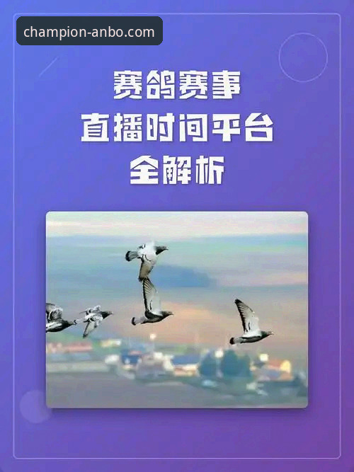 精彩赛事直播实用指南：老用户教你玩转安博体育平台的必备知识